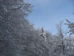 foto neve del 7 marzo 2004 alberi 3